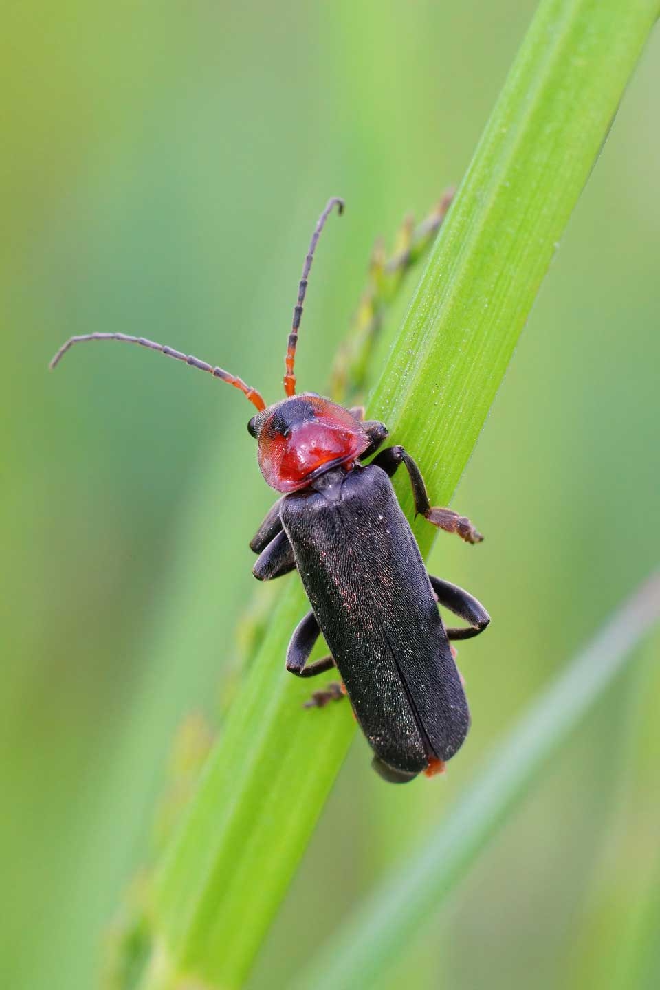 A vertical closeup of a dark more solid beetle ca 2026 03 26 06 51 29 utc